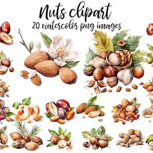 Clipart orzechów, Orzechy akwarela, Zestaw orzechów clipart, Clipart orzecha włoskiego, Ilustracja orzechów, Obraz orzechów, Akwarela orzecha laskowego Kup 2, otrzymaj 1 GRATIS