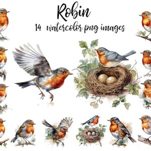 Robin Clipart, Robin de acuarela, Scrapbook de aves, Robin americano, ilustración de robin, robin imprimible, cartel de Robin Compre 2 y obtenga 1 gratis