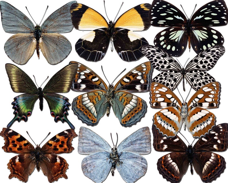 Black Butterfly Butterfly Clipart Butterfly Scrapbook Printable butterfly Buy 2 Get 1 Free Realistic Butterfly Butterflies Clip Art