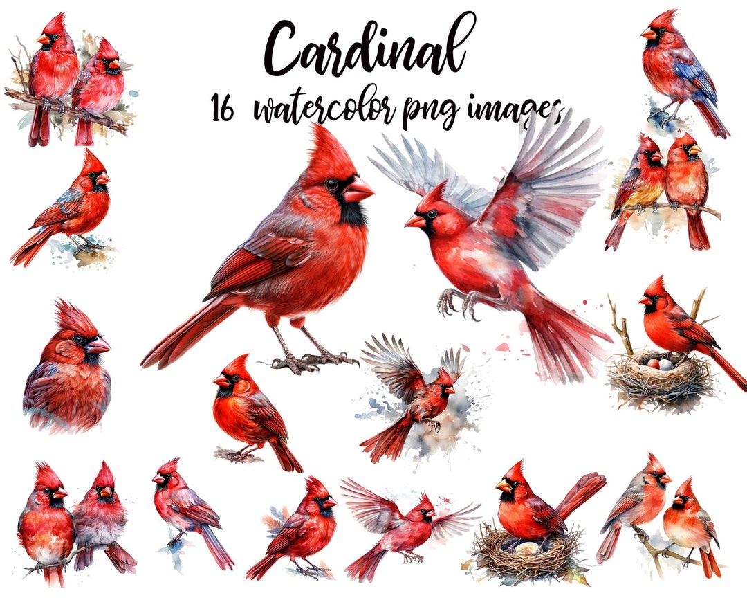 Cardinal Clipart, Watercolor Cardinal, Bird Scrapbook, American ...