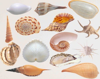 Seashells Clip Art: Nautical Beach Theme (Digital Download)