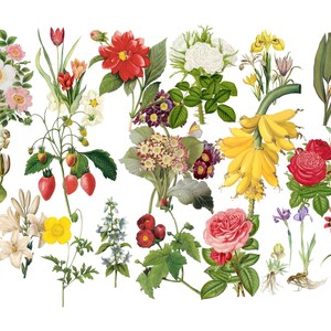 Clipart de fleurs, clipart de plantes de prairie , Illustration d’herbier , Illustration de fleurs , Clipart d’herbier, Rose Clip Art, Graphisme vintage