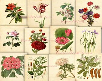 Vintage Floral Illustration Print: Botanical Wall Art (9x12 Digital Paper)