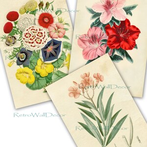 以下が含まれることがあります： 異なる種類の植物を描いた、ヴィンテージな植物画が3点。最初の絵は、ピンク、赤、白、黄、青の花のブーケ。2枚目は、ピンクと赤のツツジの花。3枚目は、ピンクの夾竹桃の花です。