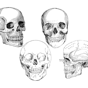 Human skull svg, skull clipart, skull svg, skull silhouette, skull cricut, skull illustration, skull DXF, digital skull  Buy 2 Get 1 FREE