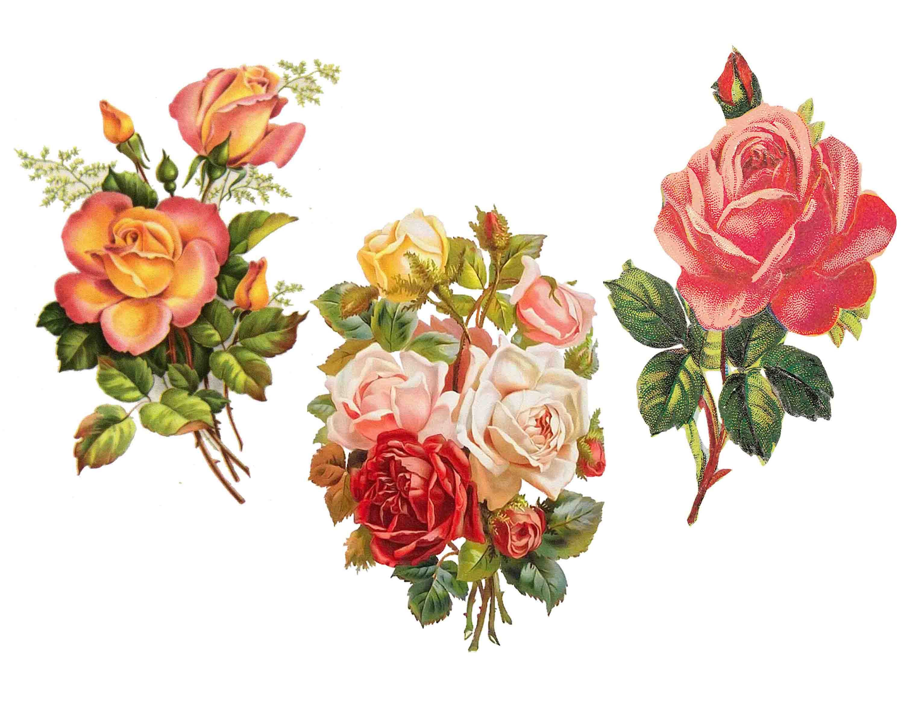 Flower Clipart Roses Clip Art Vintage Graphics Floral - Etsy Canada