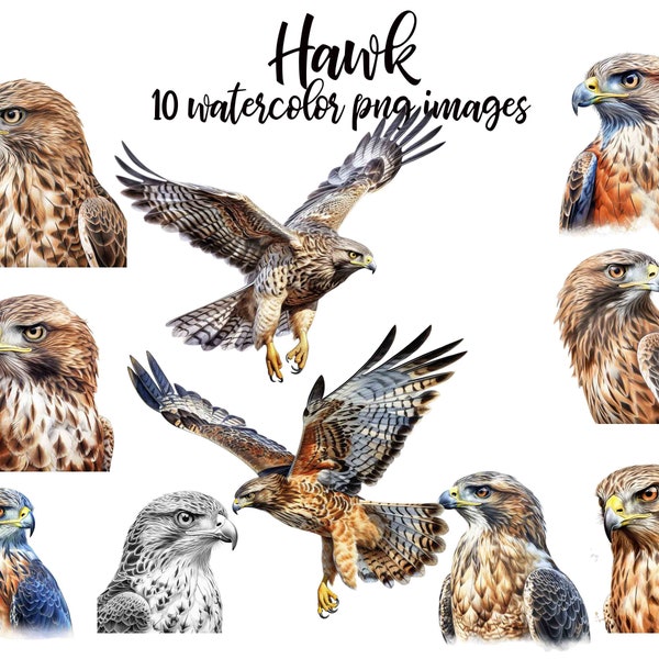 Hawk Clipart, Hawk aquarel, Hawk Scrapbook, Hawk PNG, Hawk illustratie, Afdrukbare kunst, Hawk poster, Bird illustratie Koop 2 Get 1 gratis