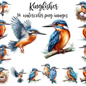 Ijsvogel clipart, aquarel vogel, vogel plakboek, ijsvogel afbeelding, vogel illustratie, ijsvogel poster, afdrukbare kunst Koop 2 krijg 1 gratis