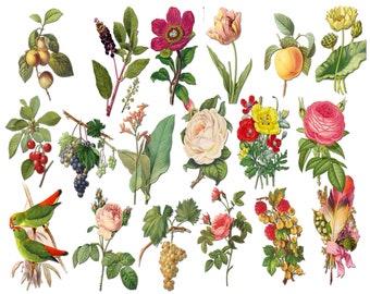 Vintage Rose Clipart: Antique Floral Graphics (Digital Download)
