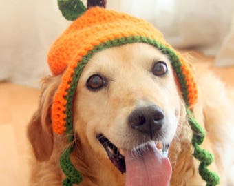 Dog pumpkin hat 2025