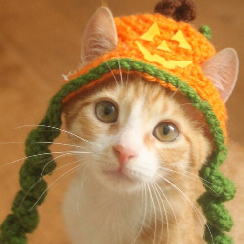 Skull Hat for Cat Pirate Hats for Cats Halloween Pet Etsy