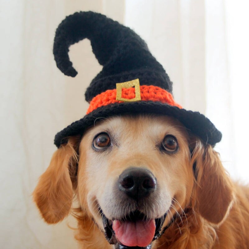 Halloween Hats For Dogsnull