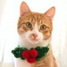 see more listings in the Cats / Small Dogs section