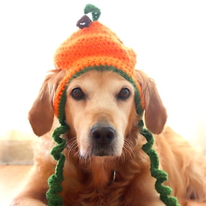 May include: A golden retriever dog wearing a crocheted pumpkin hat with green and orange yarn. The dog is looking at the camera with its head tilted.