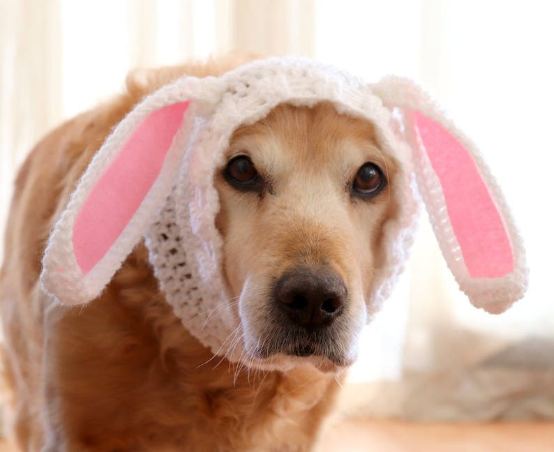 Easter Dog Outfit Bunny Ears for Dogs Rabbit Ears for Dogs Etsy