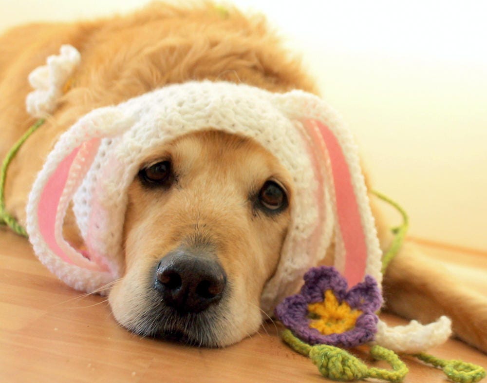 Easter Dog Outfit Bunny Ears for Dogs Rabbit Ears for Dogs Etsy