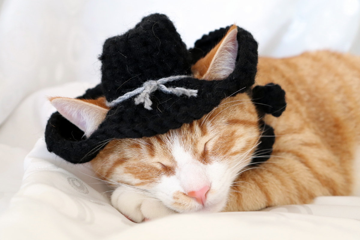 Cowboy Hat for Cats Country Western Cat Hat Cowboy Costume for Cats Funny Cat Hats Small Cowboy Hat for Pets Cat Photo Prop Cat Cowboy Etsy Canada