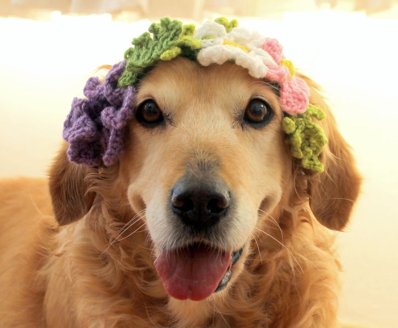 Blume Krone / Kragen für Hunde Haustier Hochzeit Hund Etsy