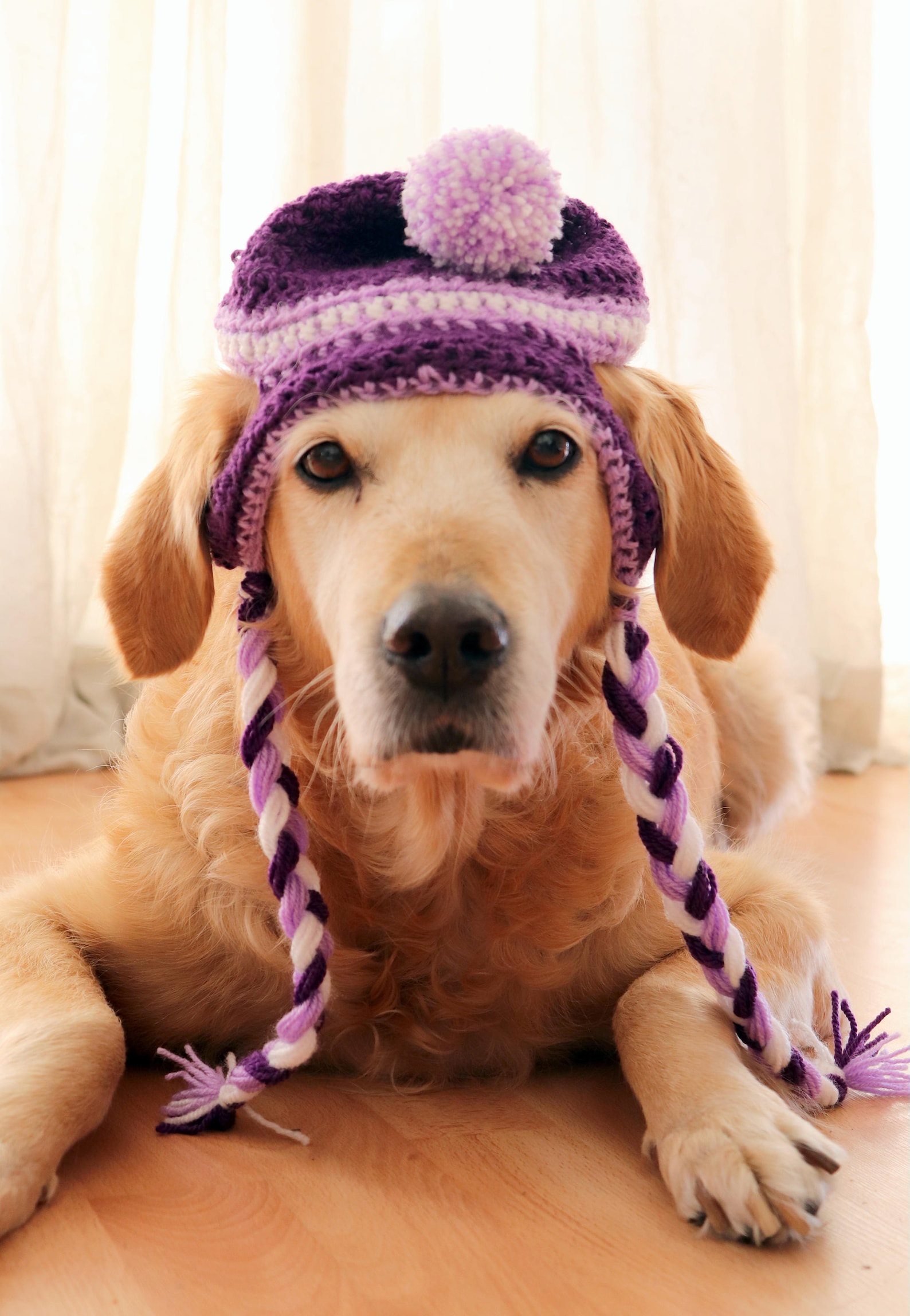 Dog Hat Ear Flap Dog Hat Dog Beanie Pom Pom Hat for Dogs Etsy