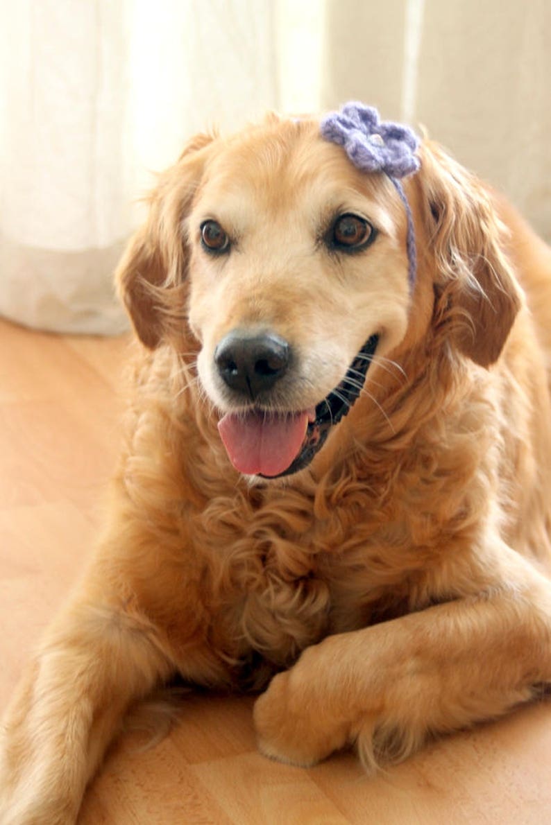 Dog Flower Headband Dog Flower Collar Dog Flower Necklace | Etsy