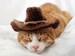 Cowboy Hat for Cats - Bandana Add On Option, Cowboy Halloween Costume for Cats, Small Cowboy hat for Pets, Texas Country Western Cat Hat 