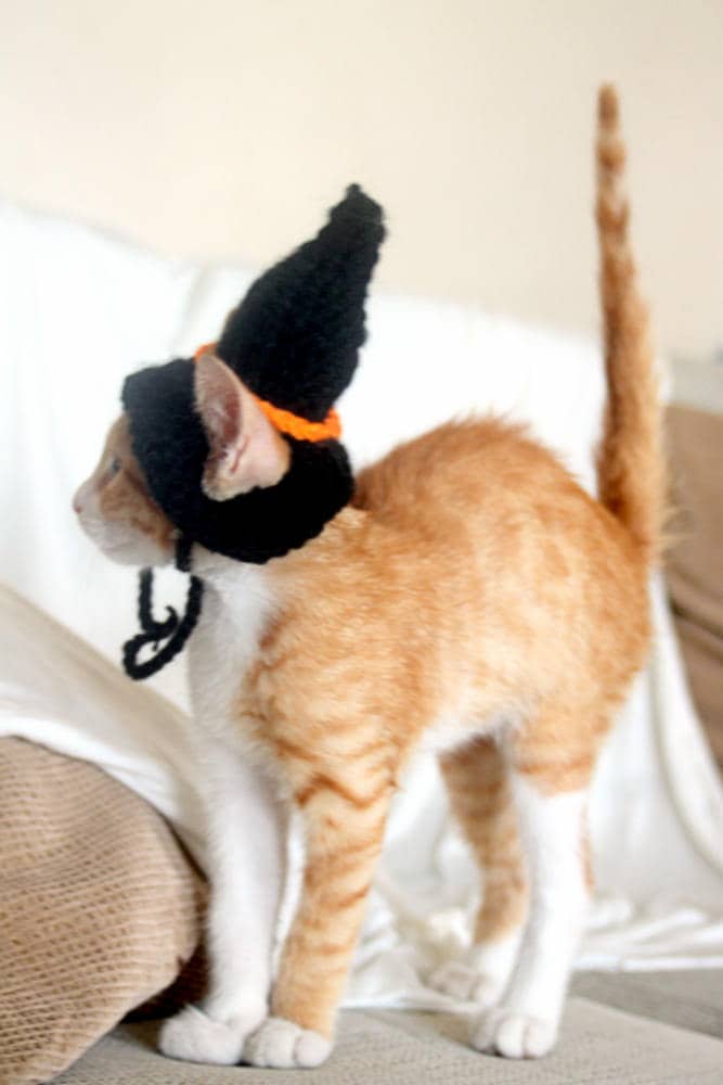 LESYPET Zauberer-Hut Für Katze & Hund – Halloween-Kostüm Mit Sternen, Glöckchen & Klettband