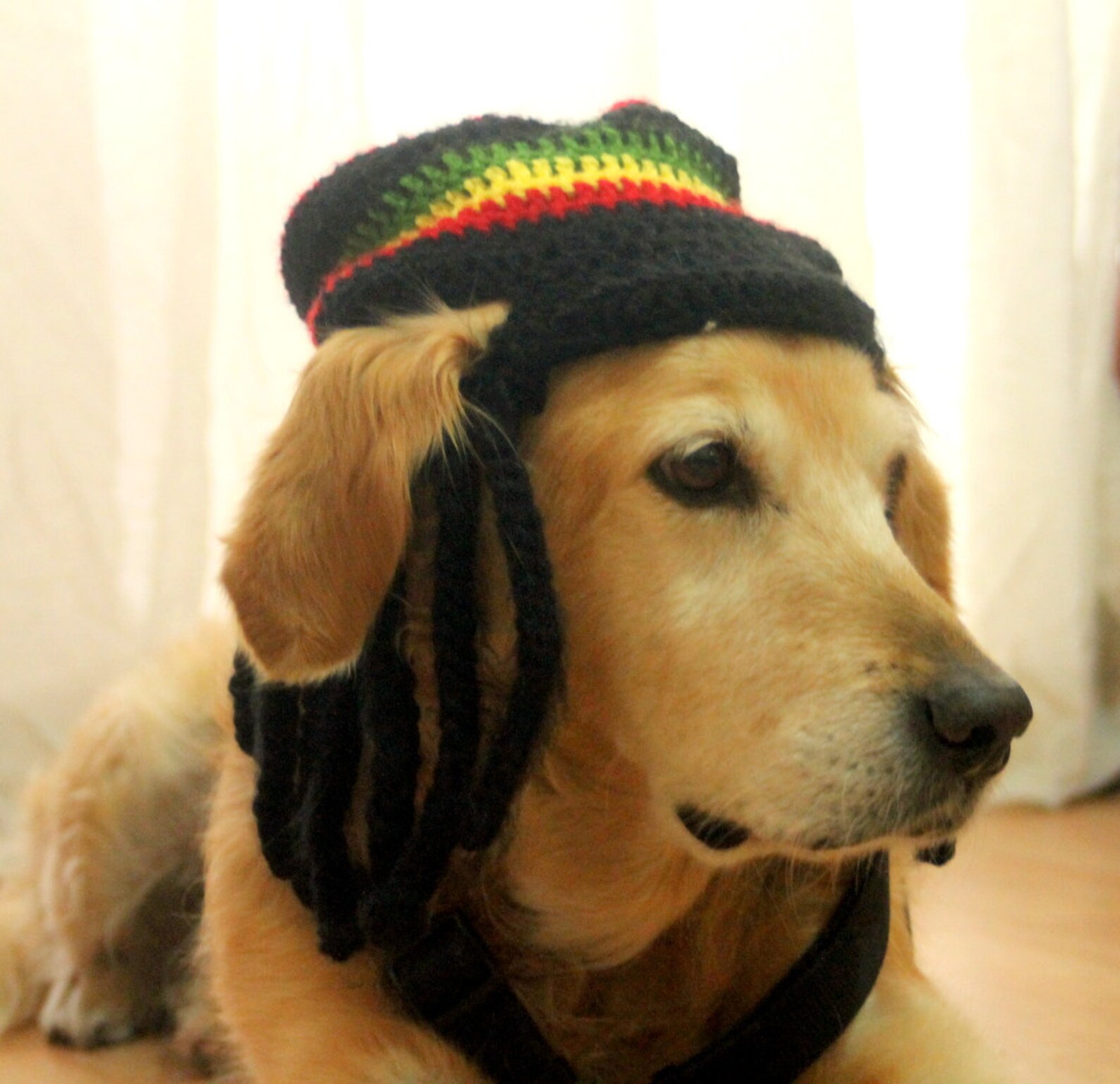 Rasta Hat for Dogs Rastafarian Dog Hag With Dreadlocks Funny - Etsy