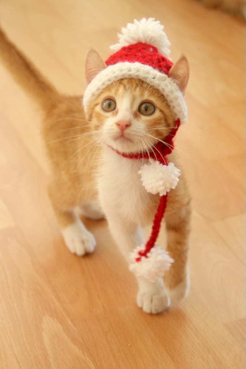 Santa Hat for Cats, Cat Santa Hat, Holiday Cat Hat, Christmas Hat for Cats and Kittens, Christmas Cat Hat, Santa Cat Hat image 6