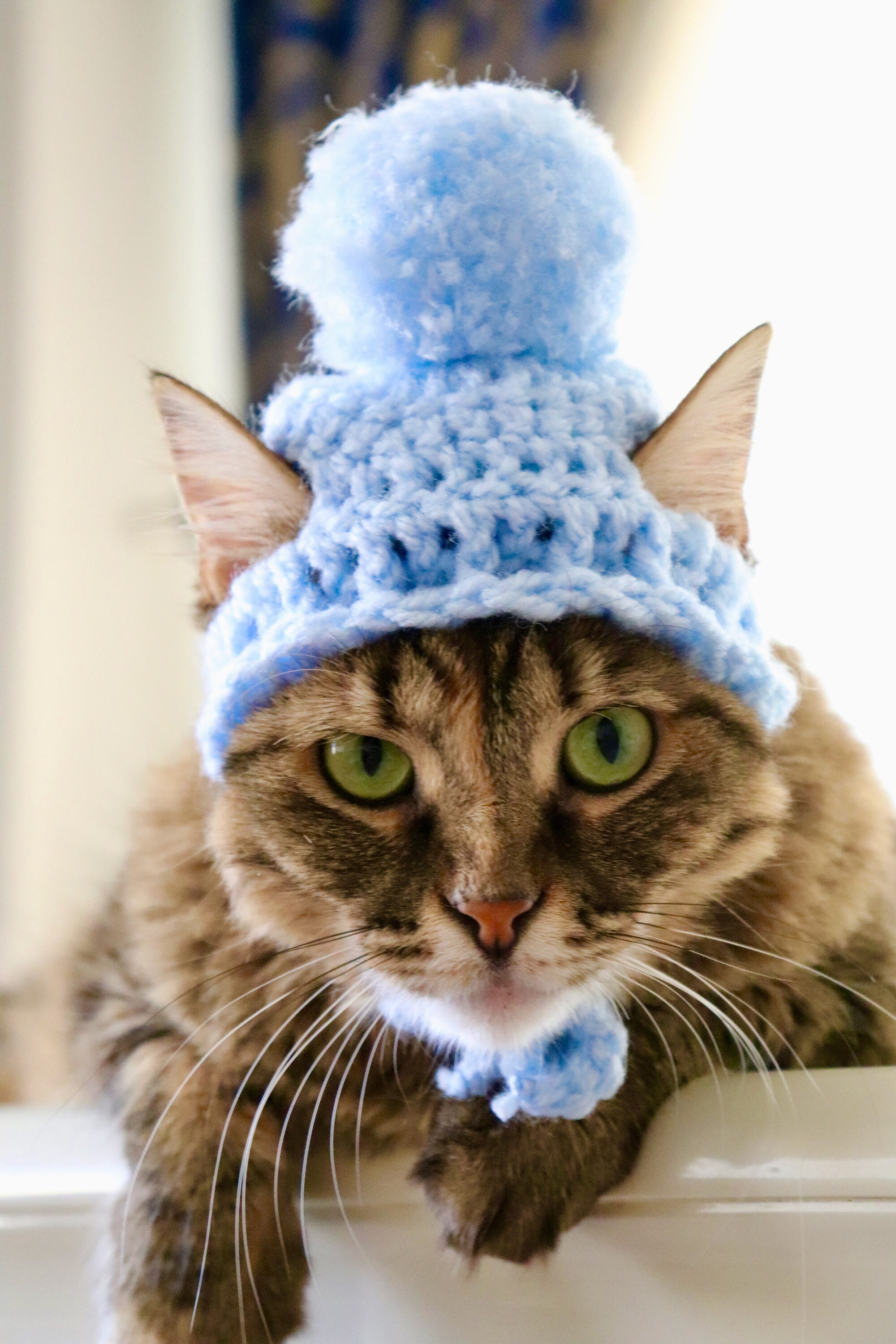 LOOP YARN SHAGGY CAT EAR KNIT CAP