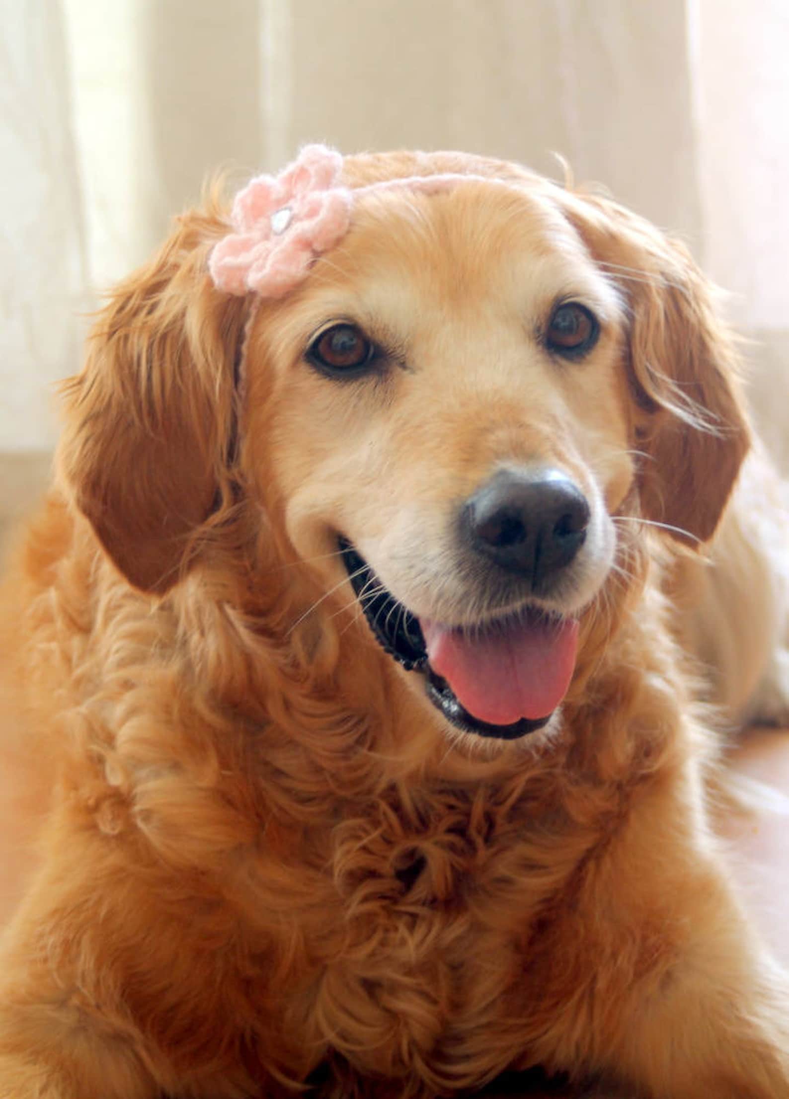 Dog Flower Headband Dog Flower Collar Dog Flower Necklace | Etsy