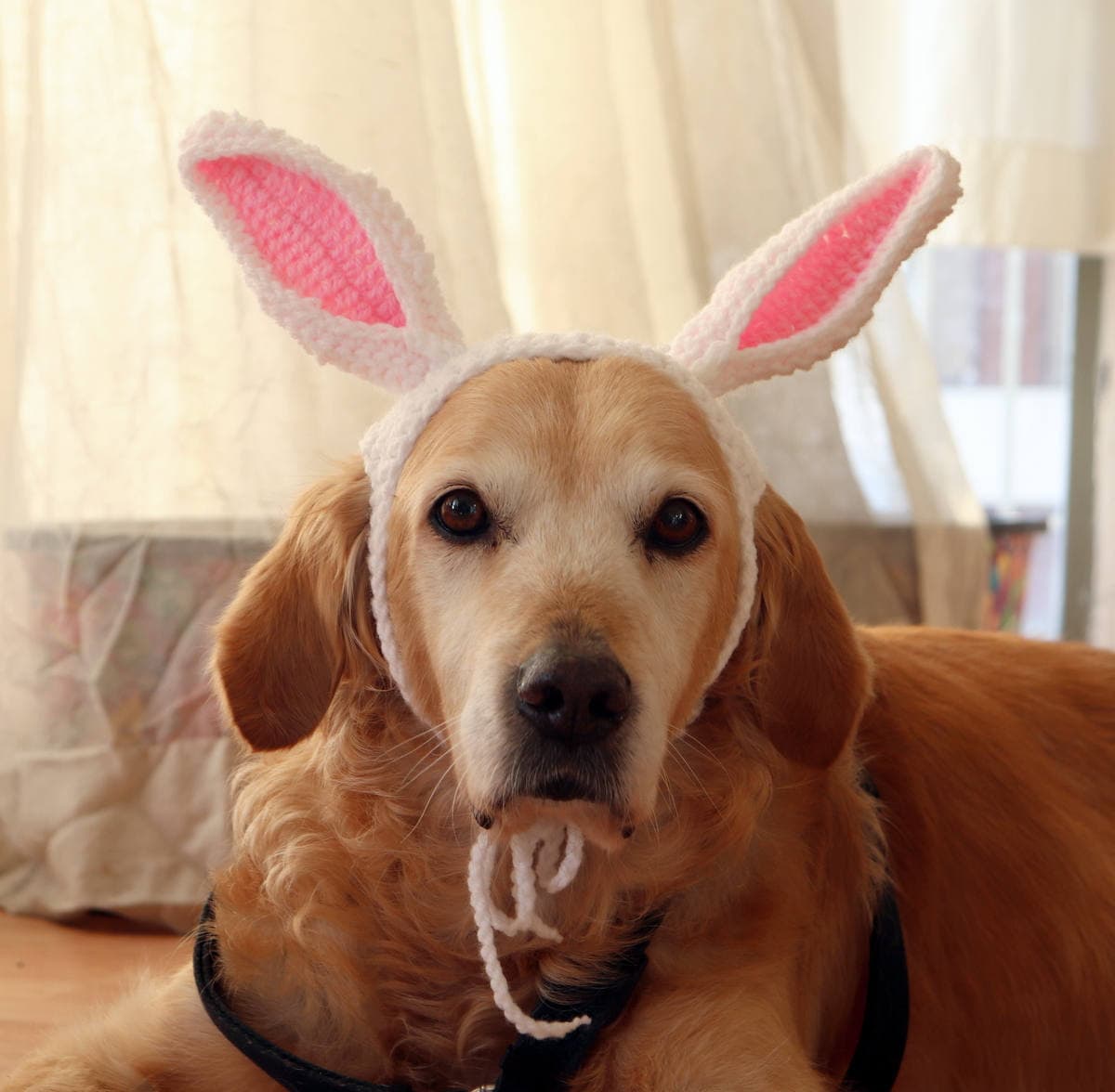 Easter Bunny Ears for Large Dogs Custom Color Rabbit Ear - Etsy Easter Bunny Ears for Large Dogs Custom Color Rabbit Ear - Etsy
