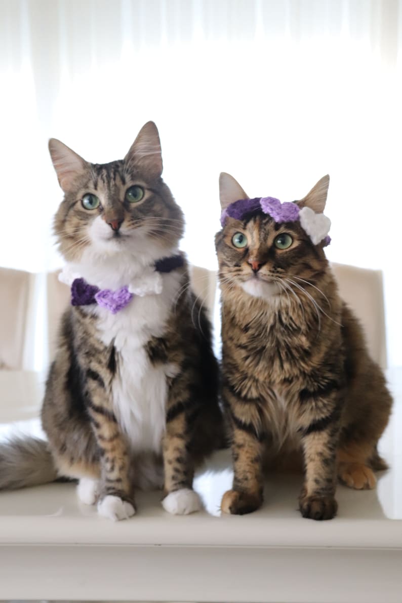 Heart Headband for Cats, Valentine's Day Cat Accessories, Cat Photo Prop for Valentines Day, Cute Cat Accessories, Cat Valentines Apparel immagine 9