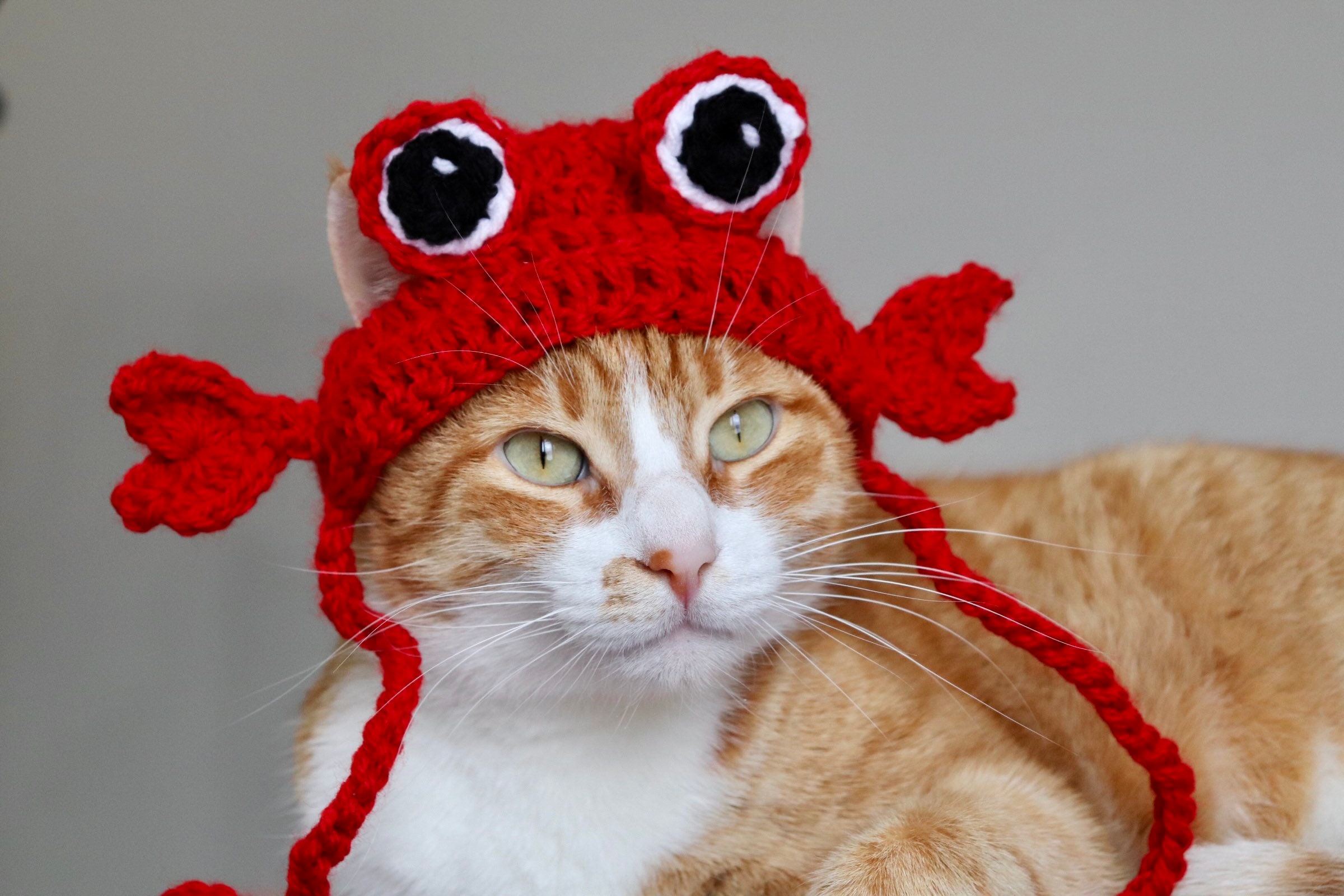 Fish clearance cat costume