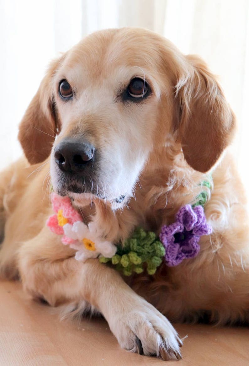 Blume Krone / Kragen für Hunde Haustier Hochzeit Hund Etsy