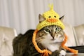 Duck Hat for Cats, Cute Yellow Ducky Cat Hat with Ear Holes, Easy Cat Halloween Costume Ideas, Funny Gift for Cat Lover, Crochet Pet Hats product logo