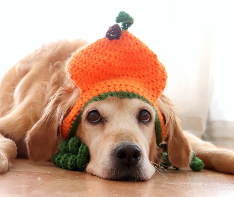 Pumpkin Dog Hat Pumpkin Hat for Large Dogs Halloween / Etsy
