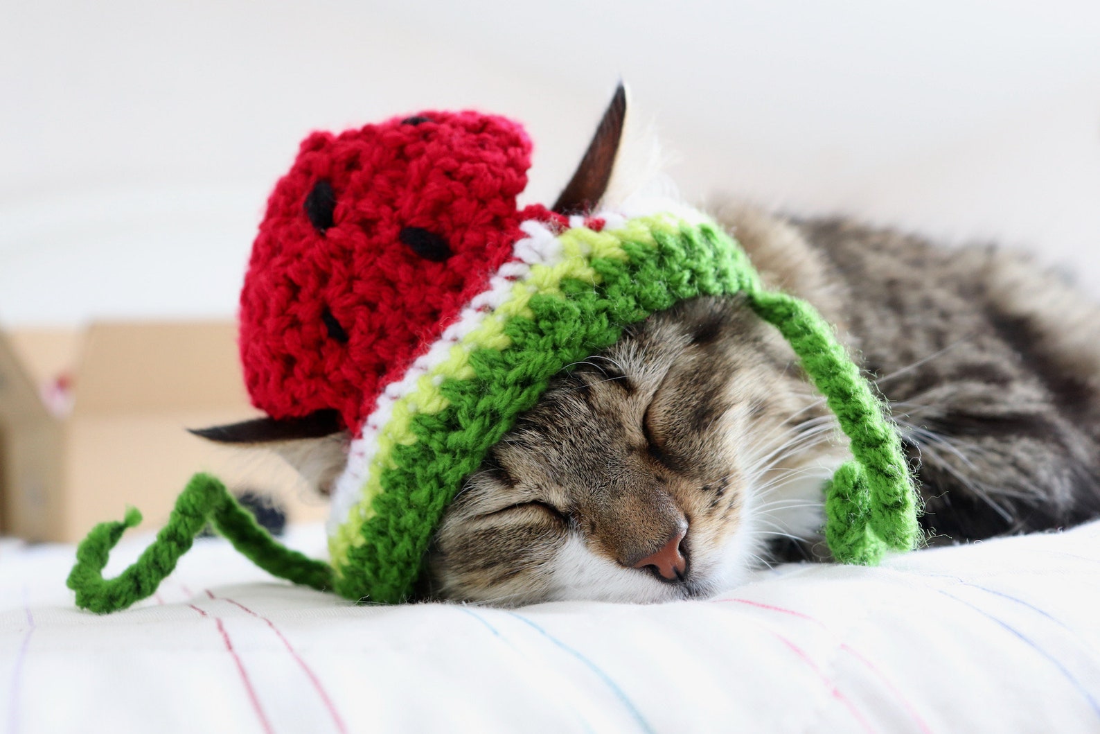 Watermelon Hat for Cats Crochet Watermelon Hat for Cats and Etsy