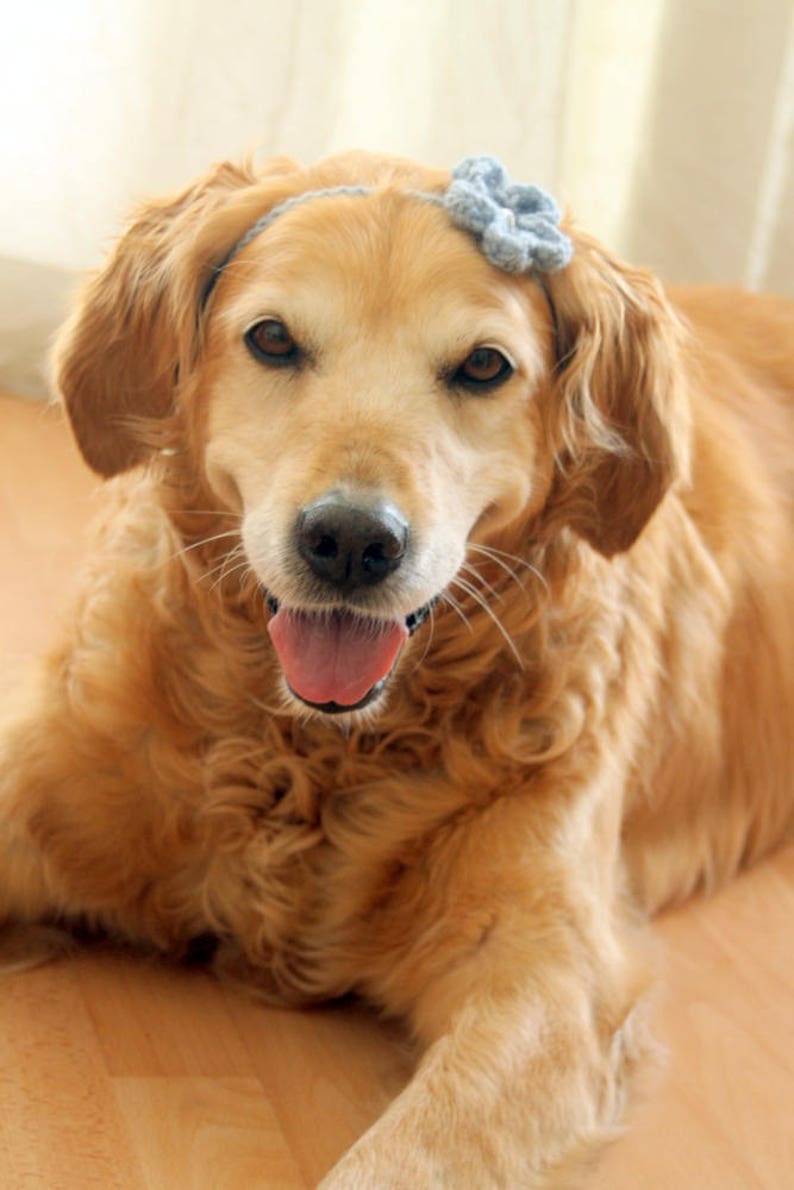 Dog Flower Headband Dog Flower Collar Dog Flower Necklace | Etsy