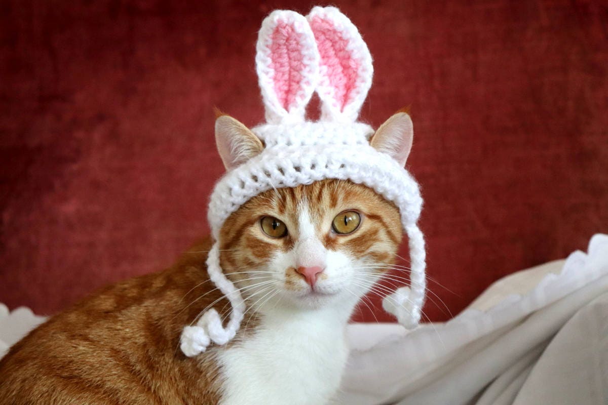 Cute Bunny Rabbit Hat With Ears, 12.2-14.17in Neck Circumference Cat
