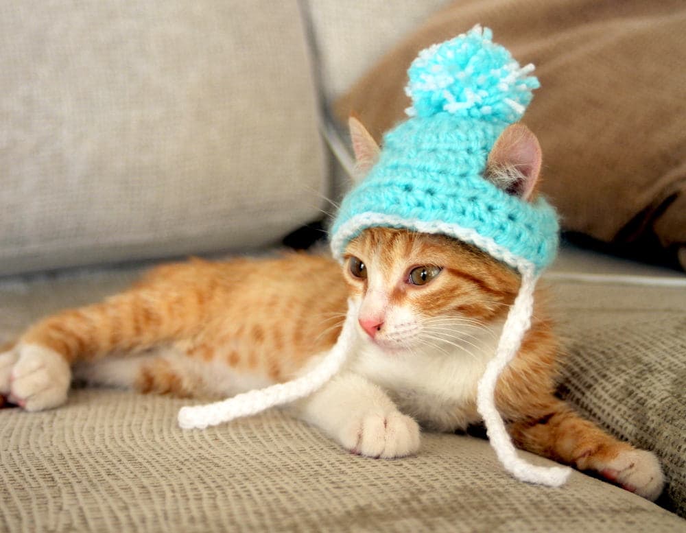 Cat Hat, Beanie for Cats & Kittens, Pom Pom Hat for Male Cats
