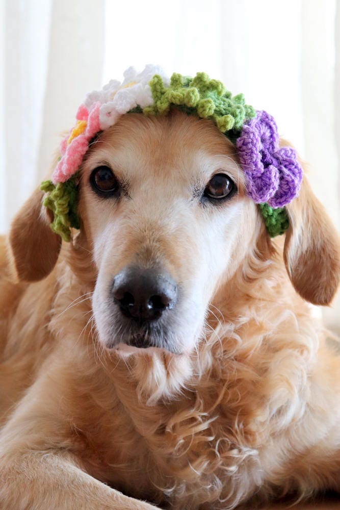 Flower Crown / Collar for Dogs Pet Wedding Dog Flower Girl Etsy Canada