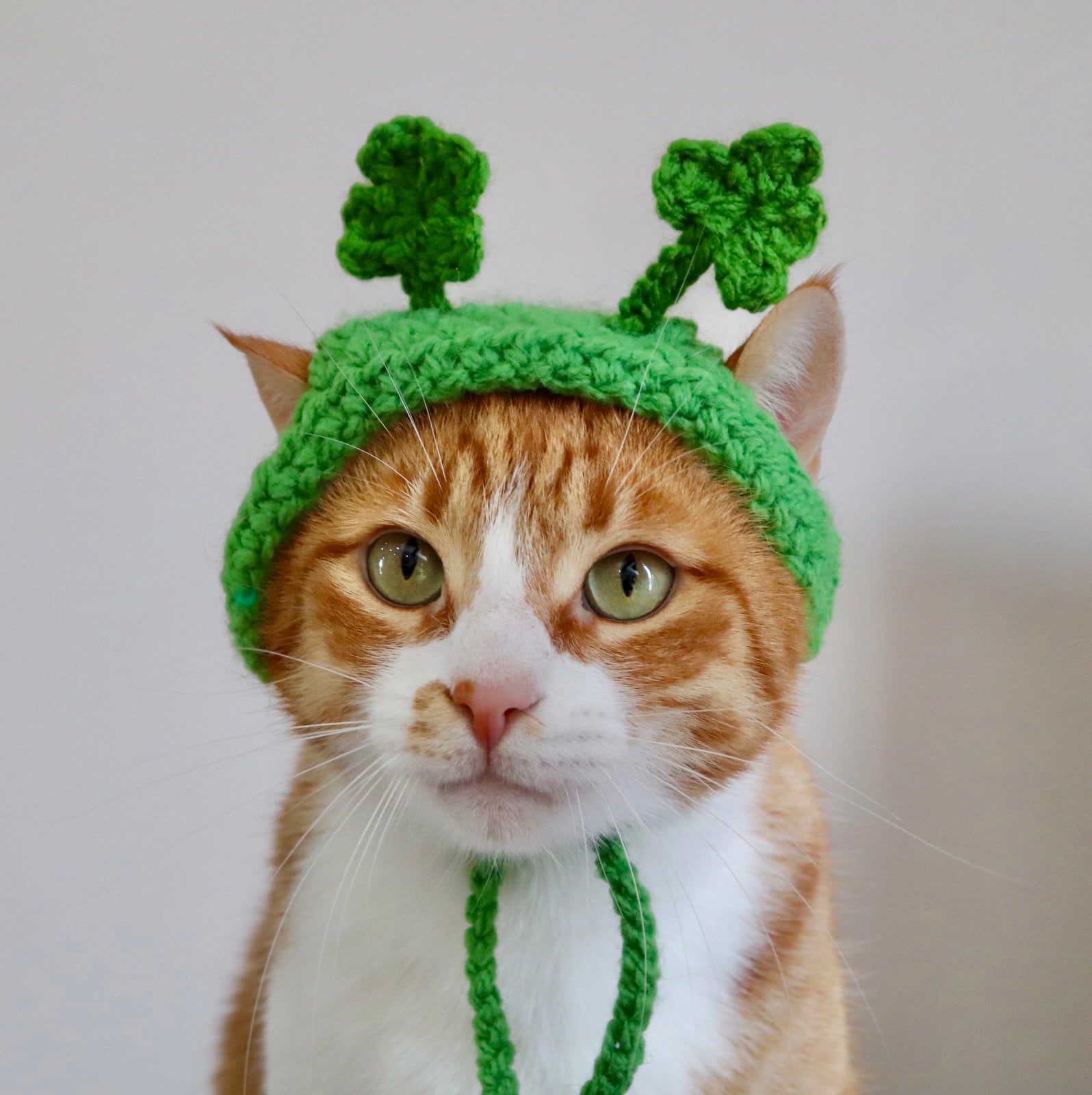 Shamrock ★ Cat  Amazon.com: Cosmos Gifts Fine Ceramic Whiskers Shamrock Cat