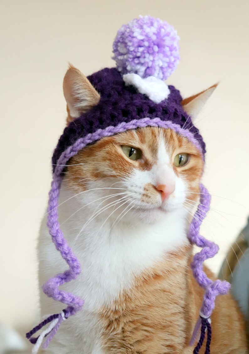 May include: A ginger and white cat wearing a purple crocheted hat with a white pom-pom on top.