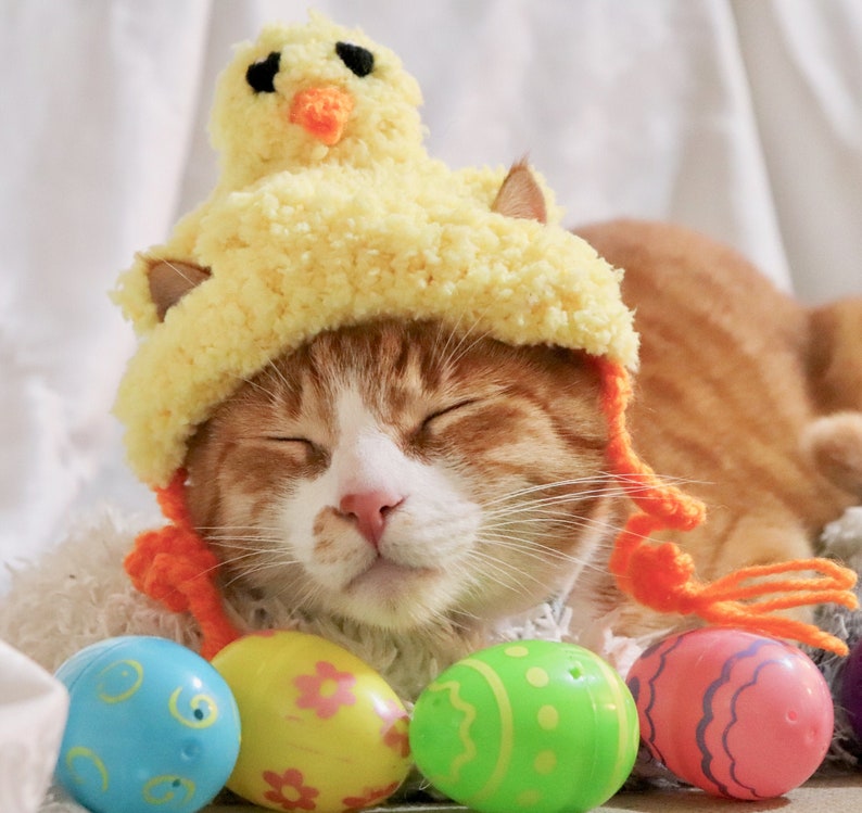 Easter Hat for Cats Easter Chick Cat Hat Funny Easter Chick Etsy UK