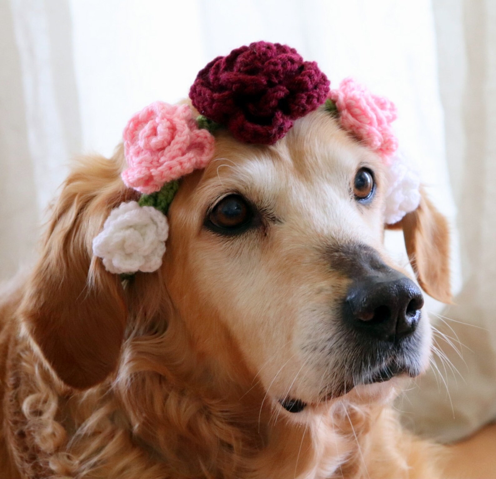 Flower Collar / Flower Crown for Dogs 2in1 Flower Collar / Etsy
