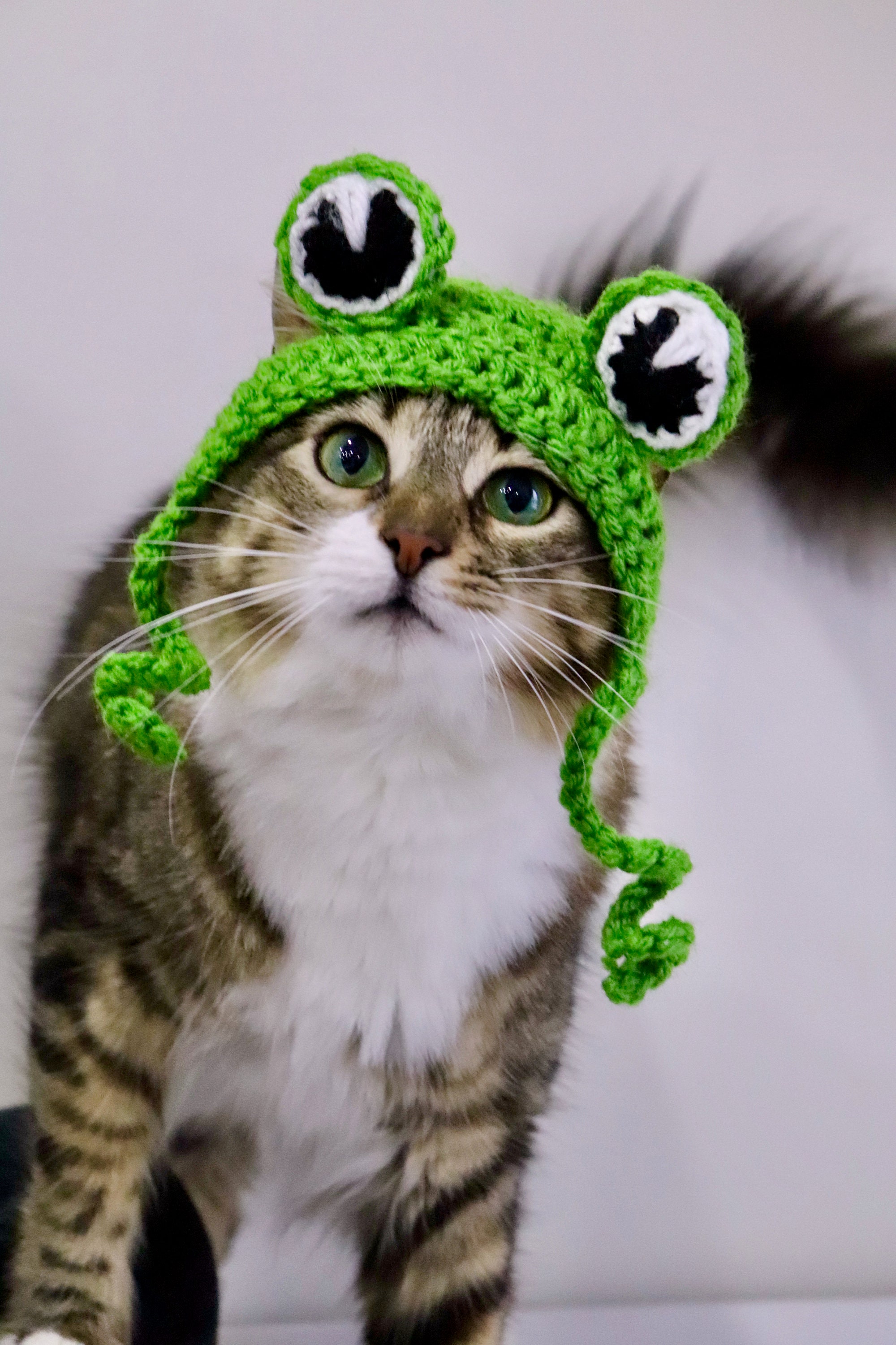Frog Hat for Cats Funny Feline Frog Accessory / Costume Frog | Etsy