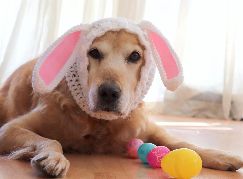 Easter Dog Outfit Bunny Ears for Dogs Rabbit Ears for Dogs Etsy