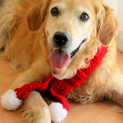 dog holiday scarf