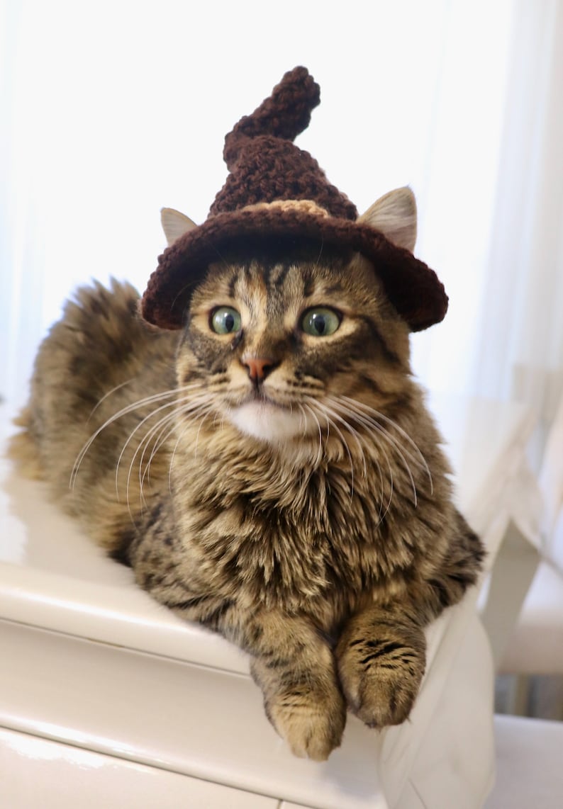May include: A brown tabby cat wearing a brown crocheted witch hat with a pointed top. The cat is looking directly at the camera with a surprised expression.
