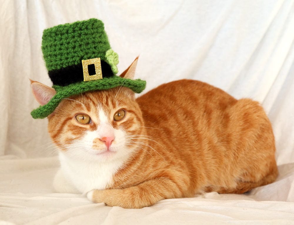 Leprechaun Cat Hat St. Patrick's Day Hat for Cats St 